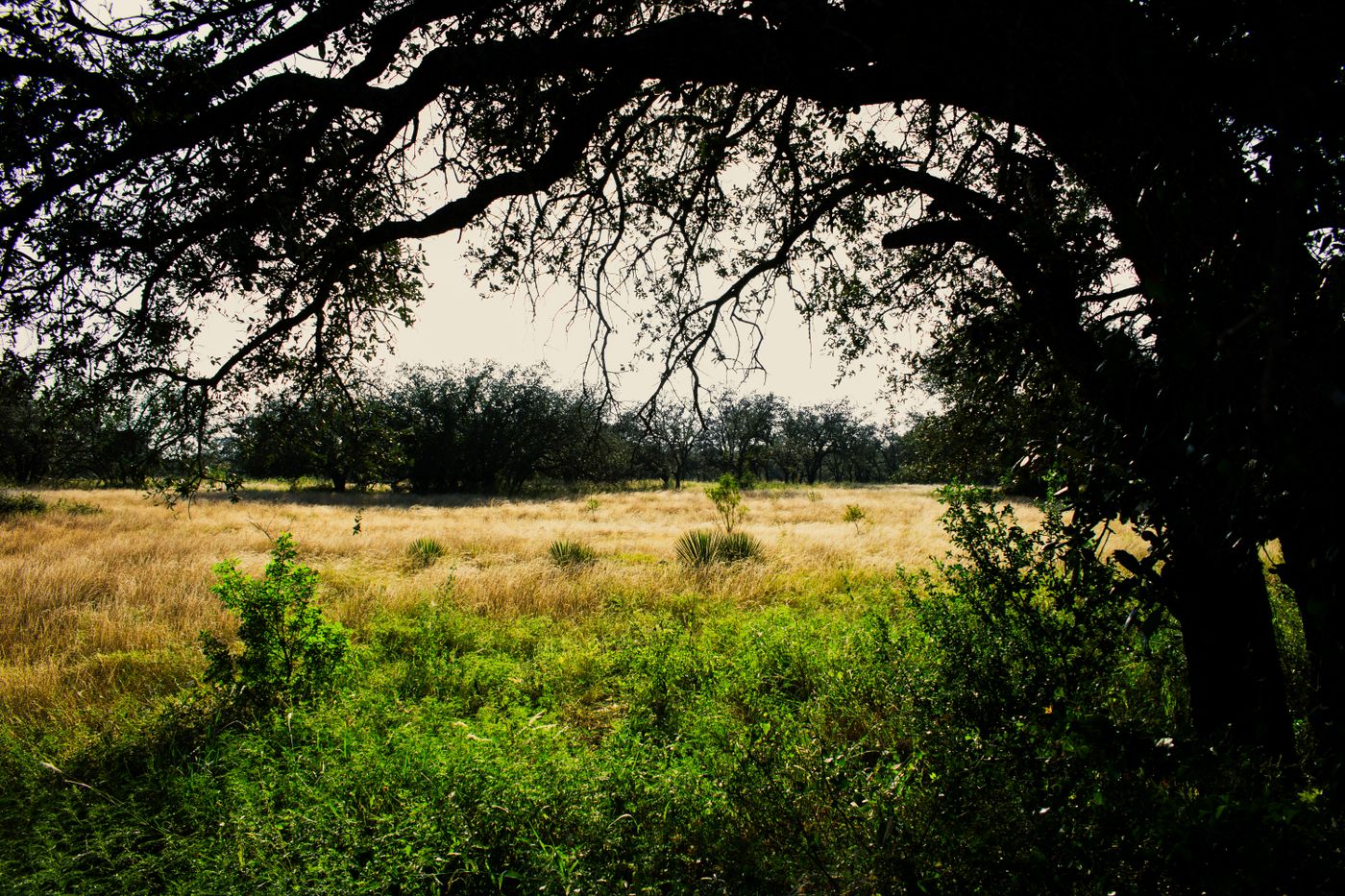 A grassy field framed by a large oak tree under a clear sky in rural Texas — illustrative stock photo representing the Bryan-area service territory.