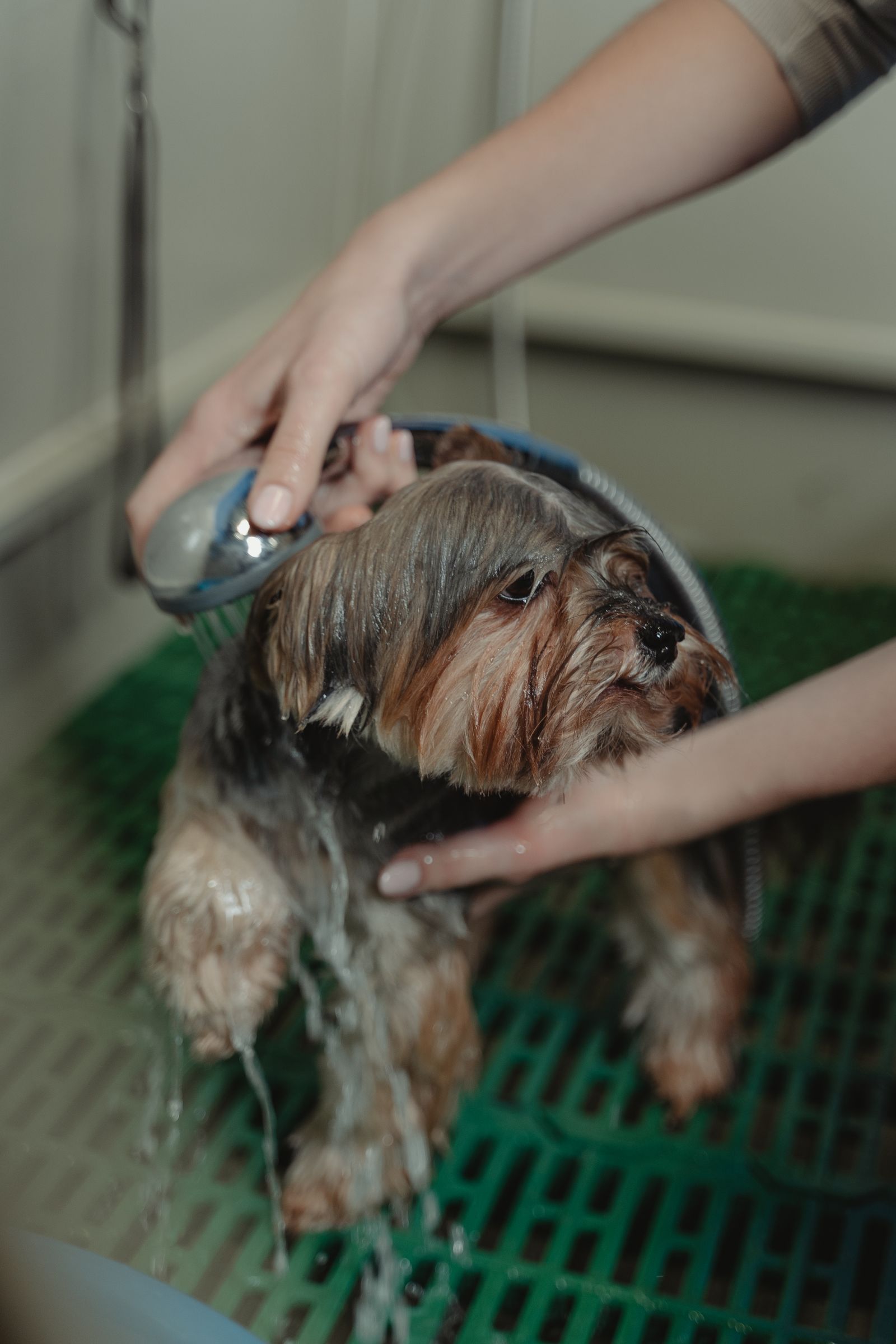 A small dog being showered during a grooming bath — illustrative stock photo, not Amanda's own equipment or a real appointment.