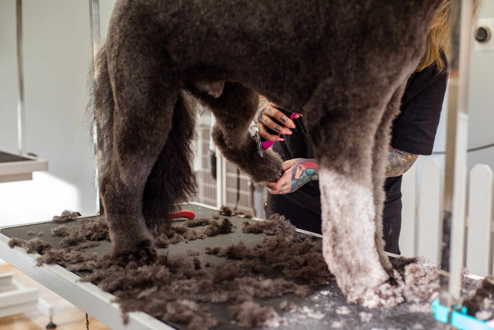 A professional groomer trimming a large dog's fur indoors — illustrative stock photo, not a photo of Amanda's Mobile Grooming.