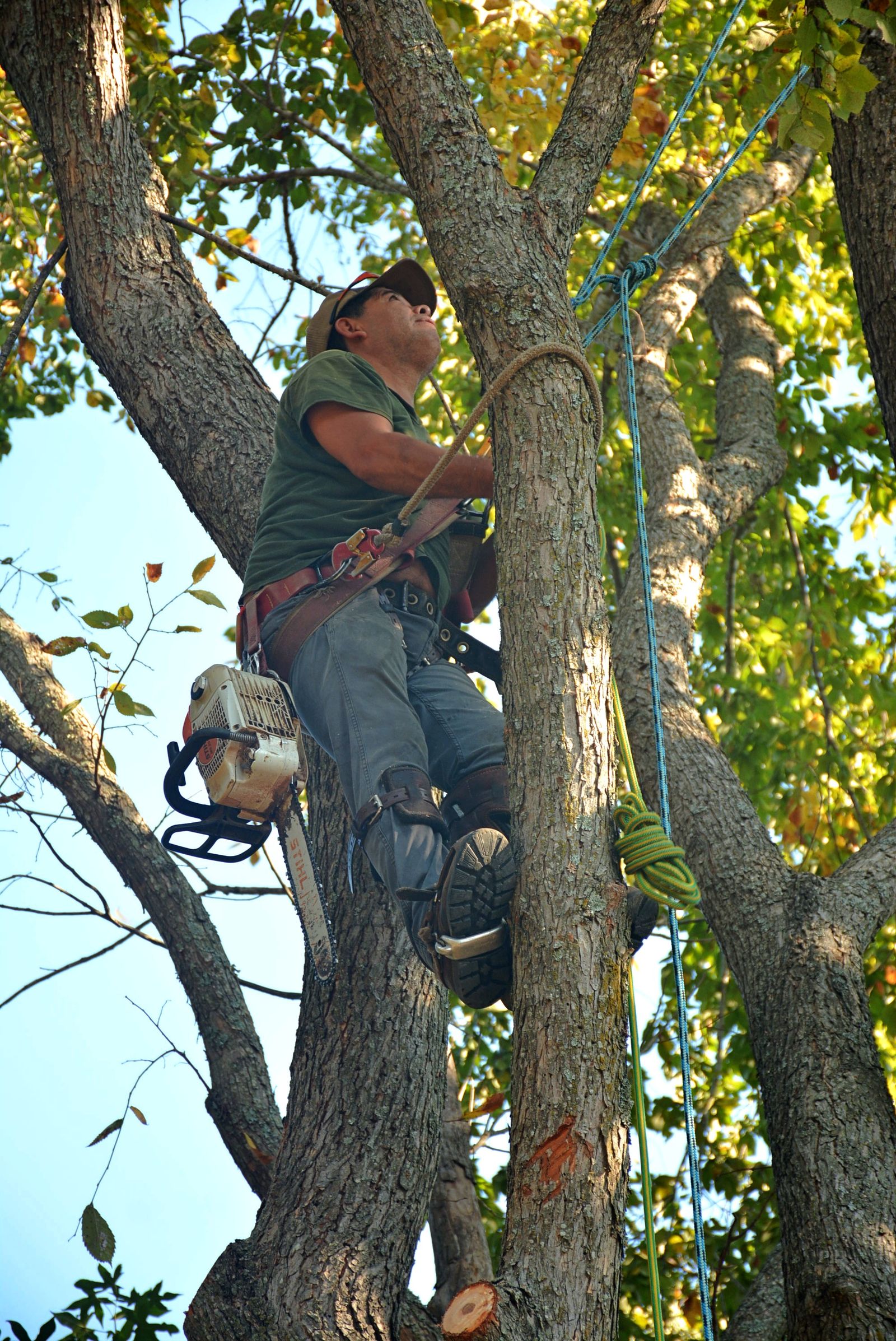 An arborist climbing high into a tree canopy on a rope and harness with a chainsaw, doing careful trim work — illustrative stock photo, not a photo of Pete's Trees or its crew.