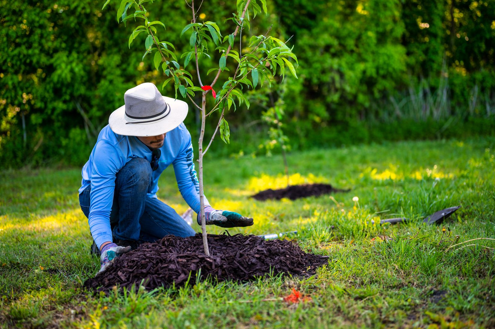 A landscaper in a blue work shirt kneeling to plant a young tree in a bed of black mulch, illustrative stock photo not of Sanchez Landscaping's own crew